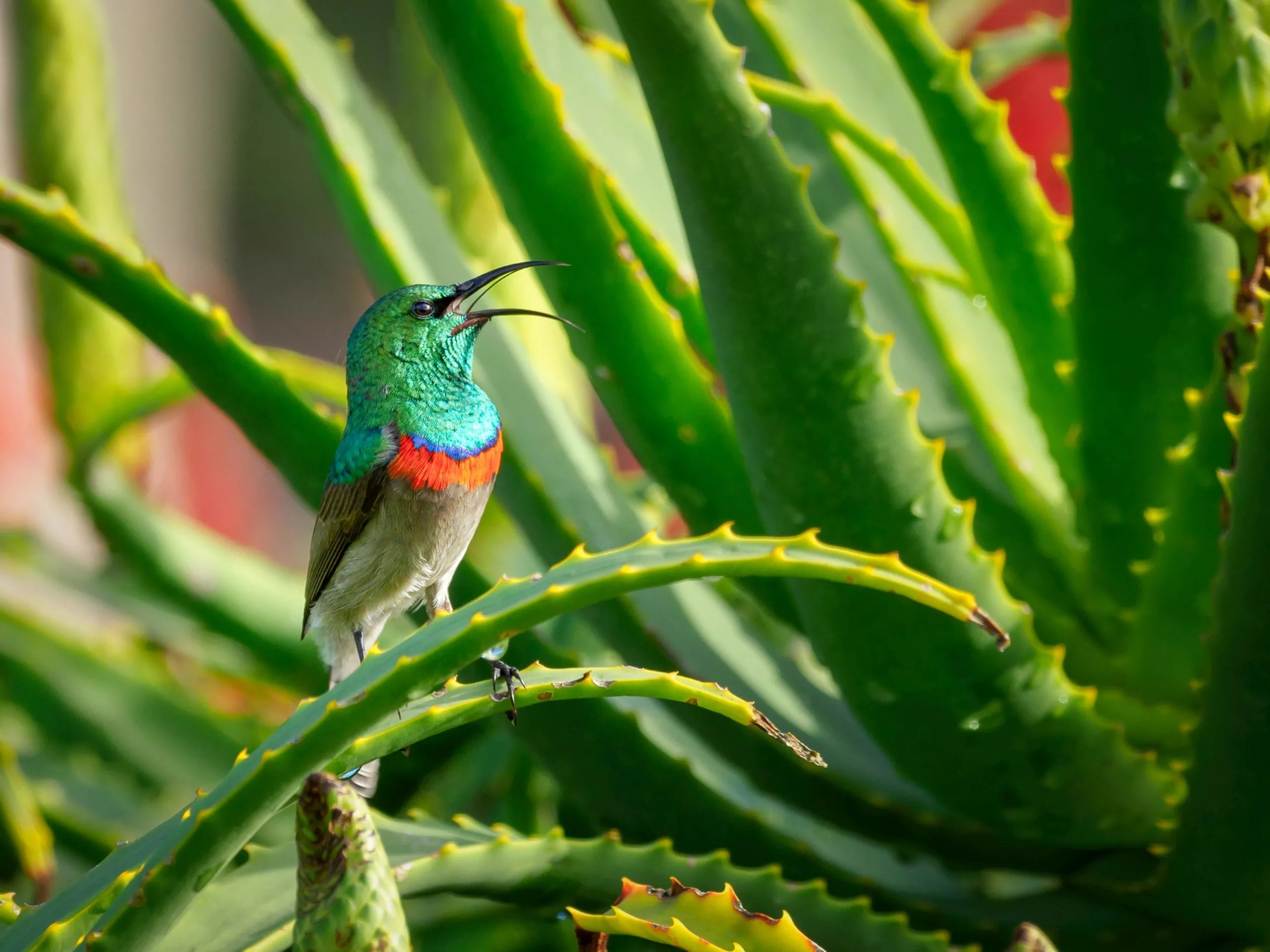  Aloe Vera Zürich